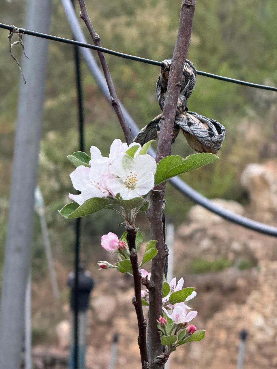 Fresh Apples — 5kg Crate