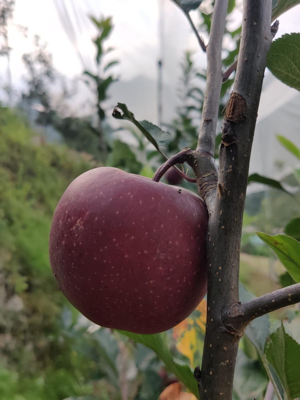 Fresh Apples — 1kg Box