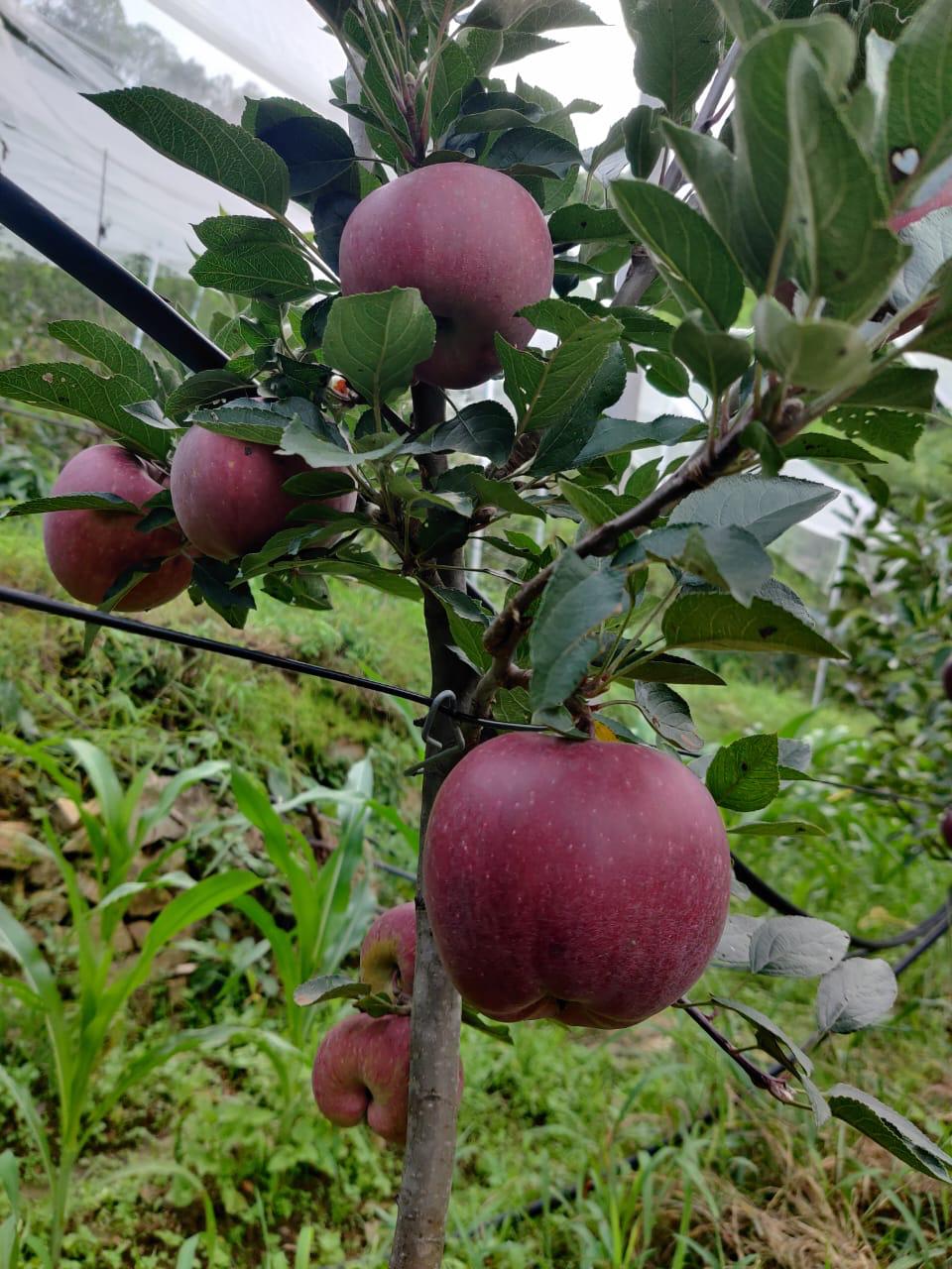 Apple Saplings (M9 / M26)